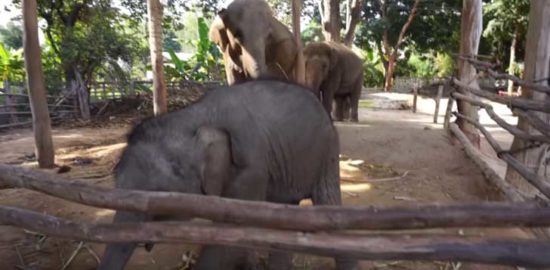 バーンタークラン・エレファント・ビレッジ（Ban TaKlang Elephant Village）