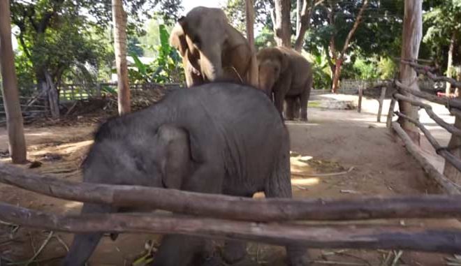 バーンタークラン・エレファント・ビレッジ（Ban TaKlang Elephant Village）